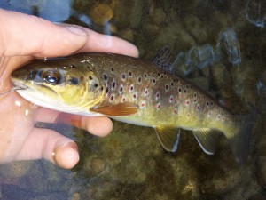 pÃªche truite