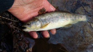 ouverture pÃªche lozÃ¨re